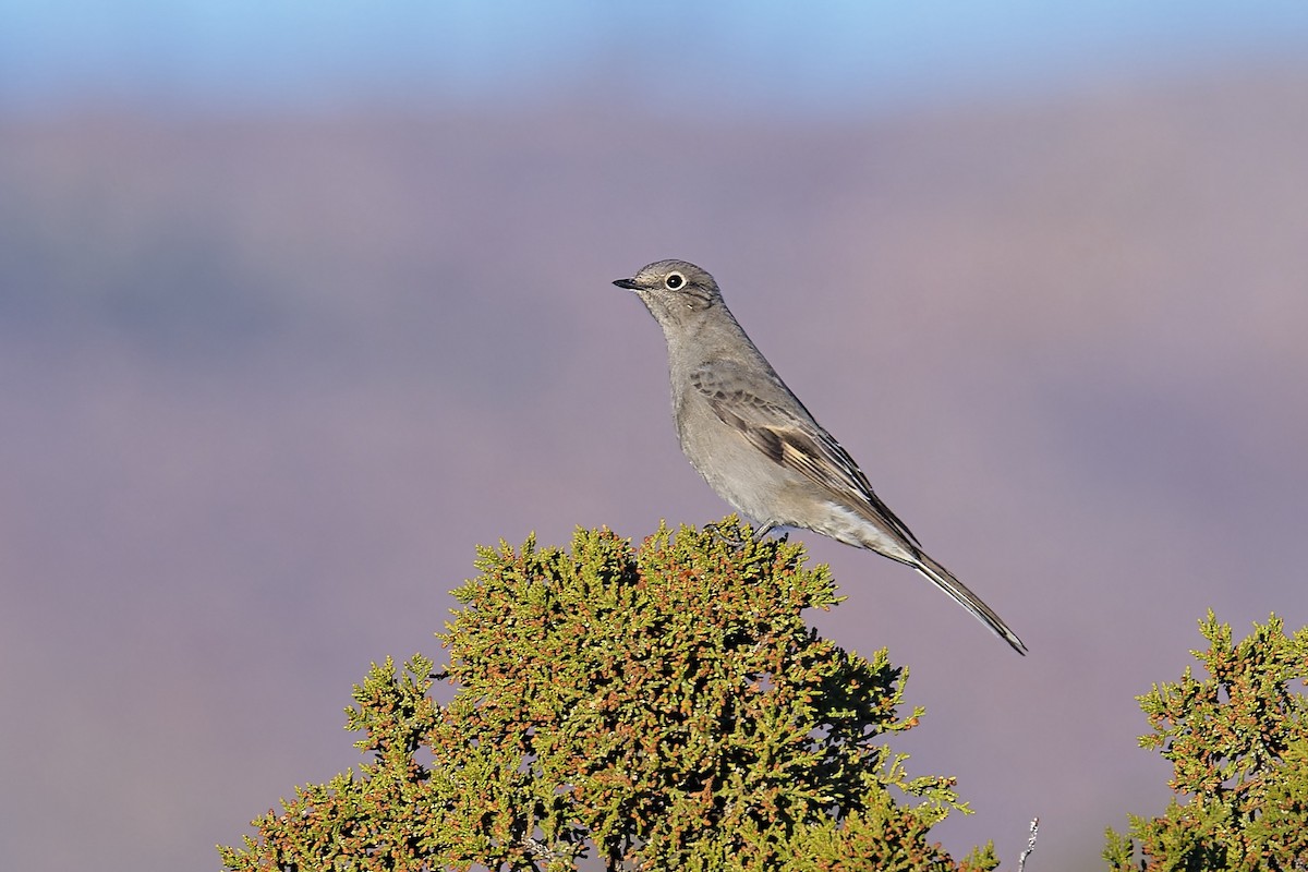 Townsend's Solitaire - ML499559451