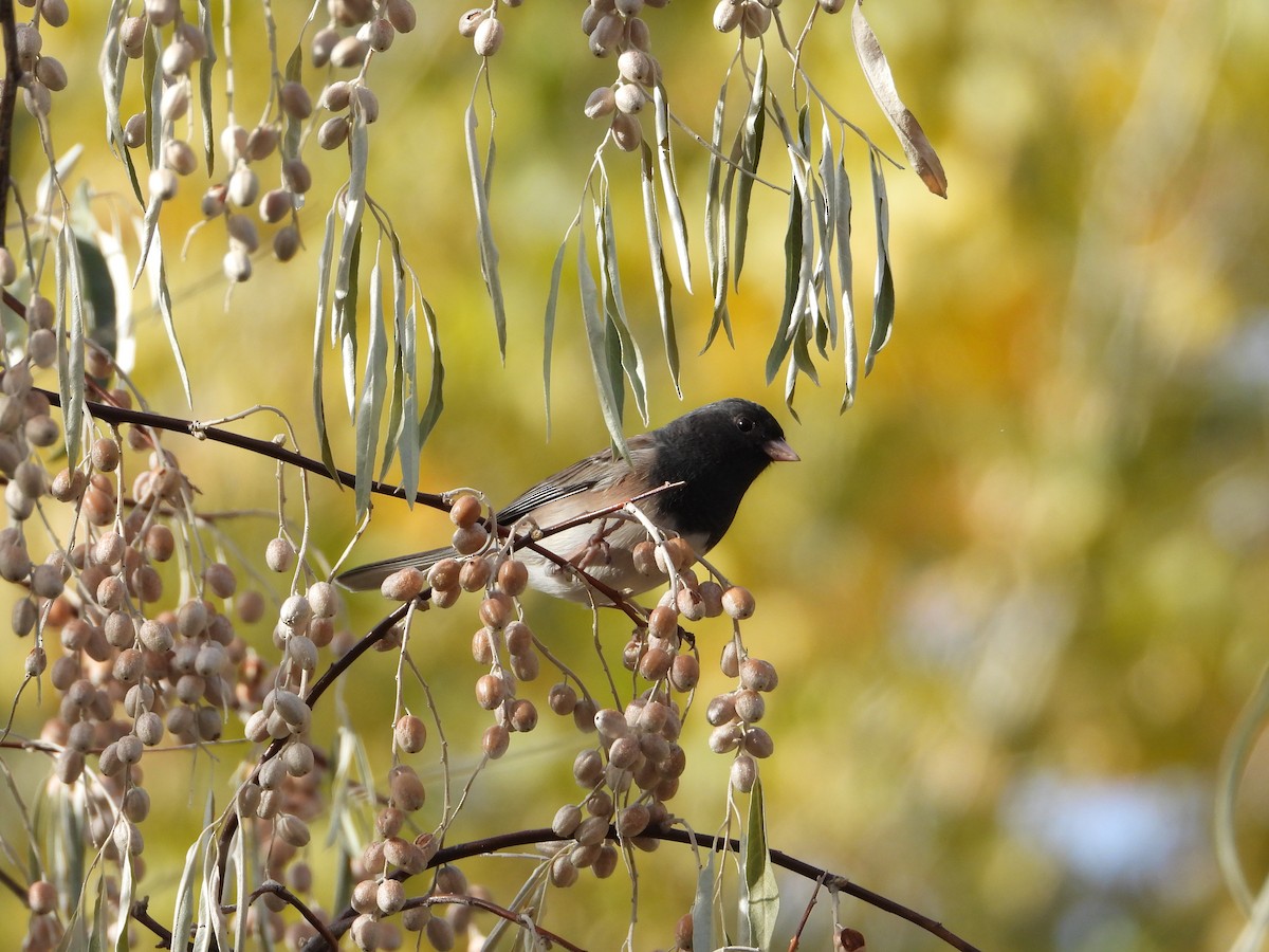 Dark-eyed Junco - ML499560021