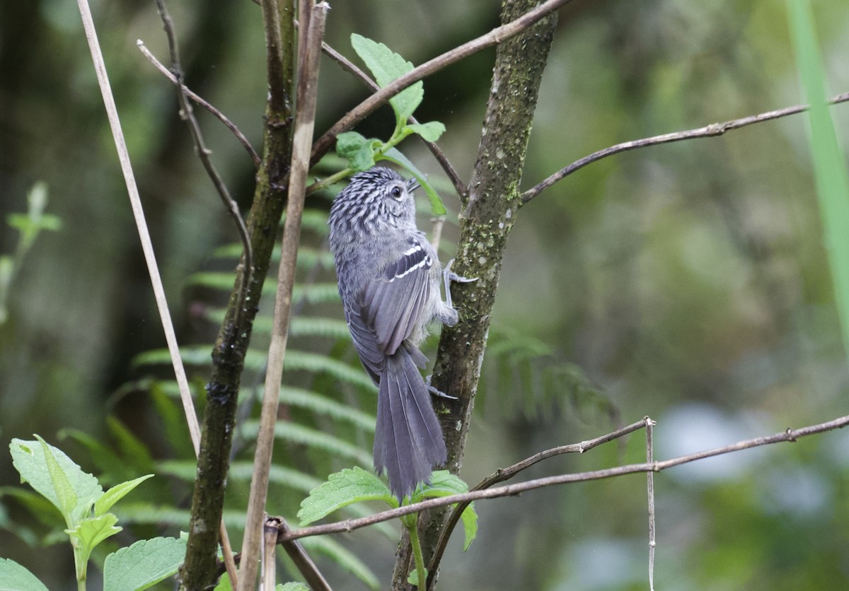 Dusky-tailed Antbird - Gary Brunvoll