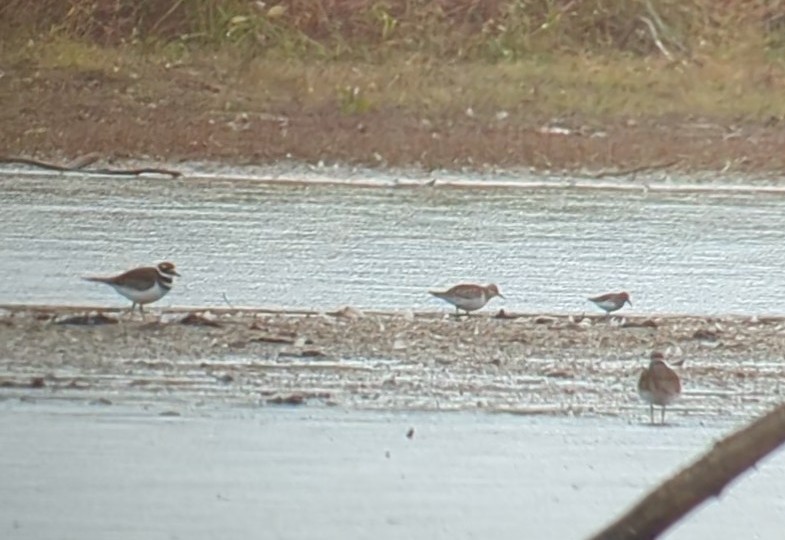 Baird's Sandpiper - ML499560911