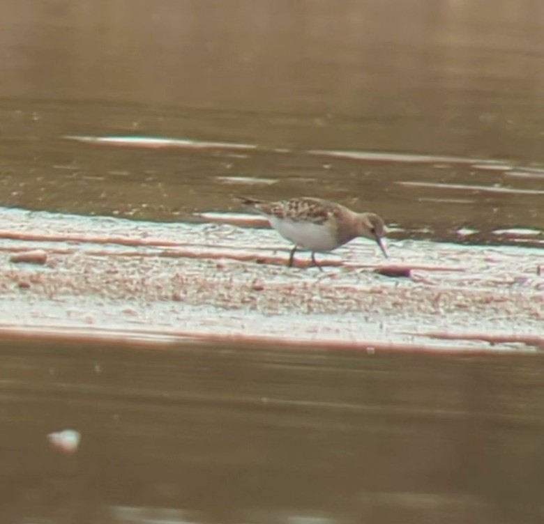 Baird's Sandpiper - ML499560931