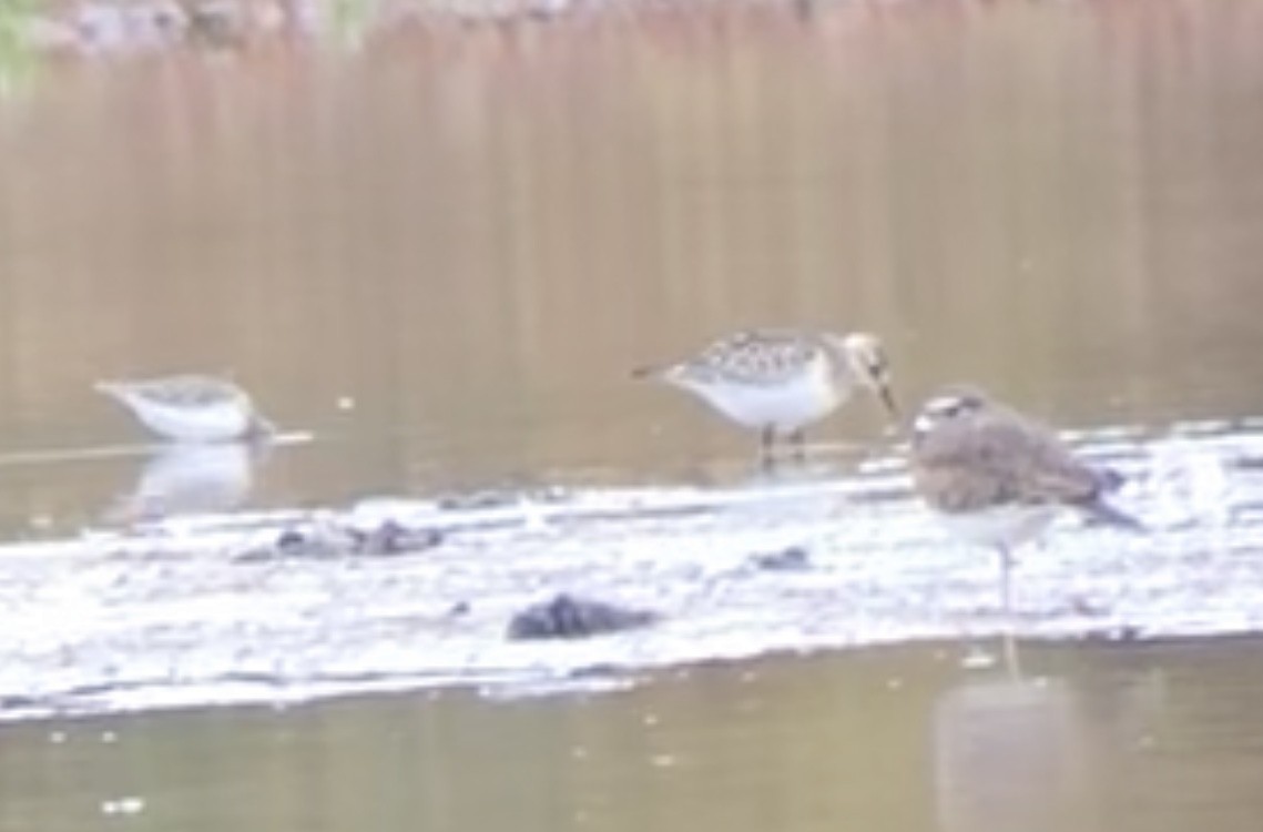 Baird's Sandpiper - ML499561721