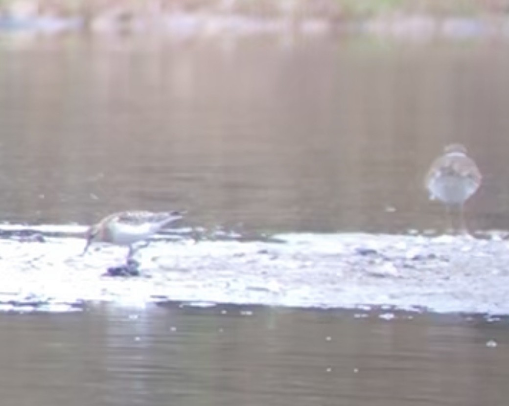 Baird's Sandpiper - ML499561731