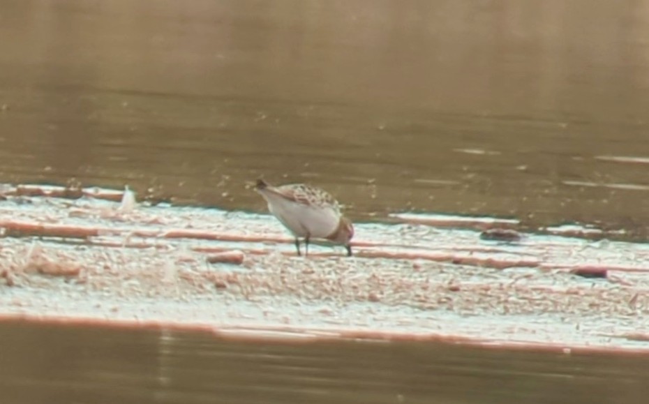 Baird's Sandpiper - ML499562141