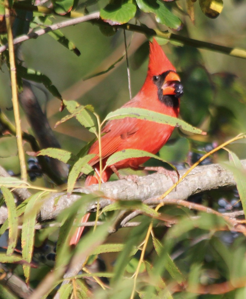 Northern Cardinal - ML499562791