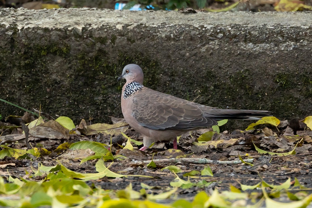 Spotted Dove - Beatriz Hernandez