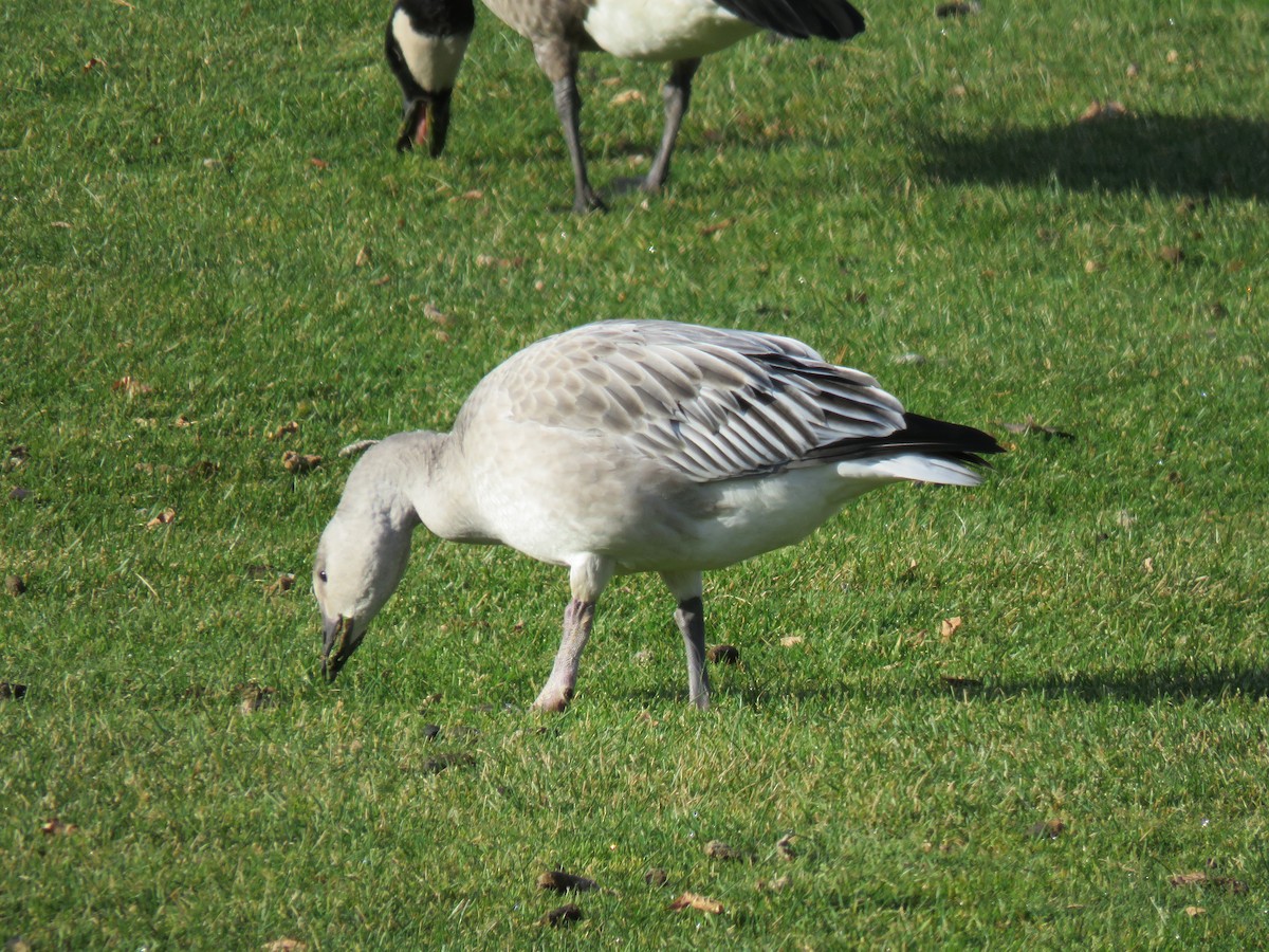 Snow Goose - ML499562991