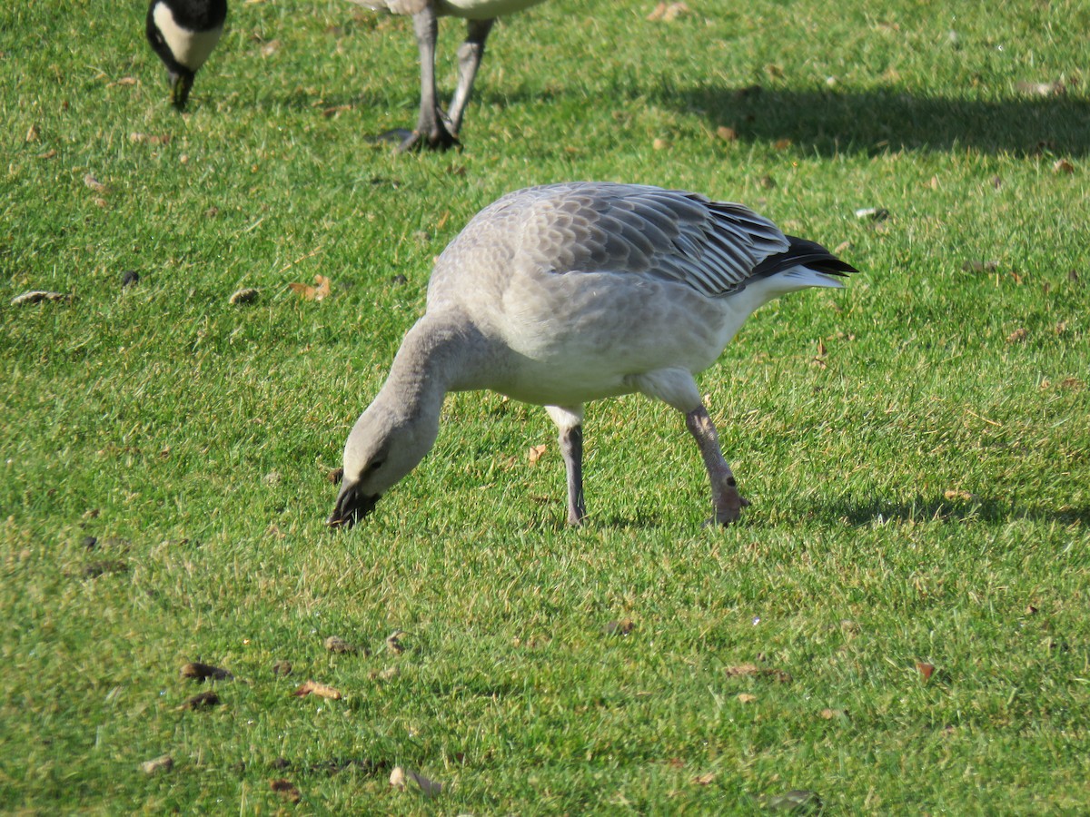 Snow Goose - ML499563001