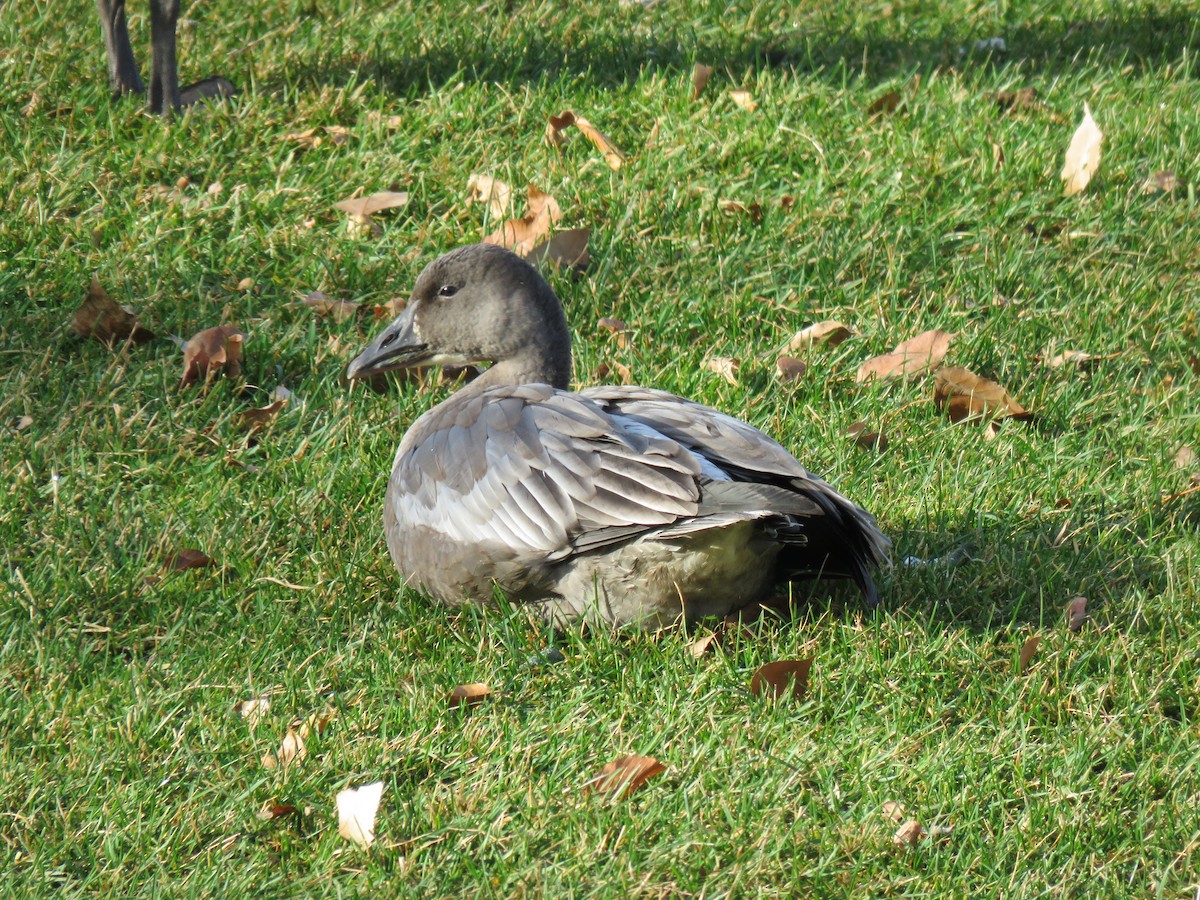 Snow Goose - ML499563011