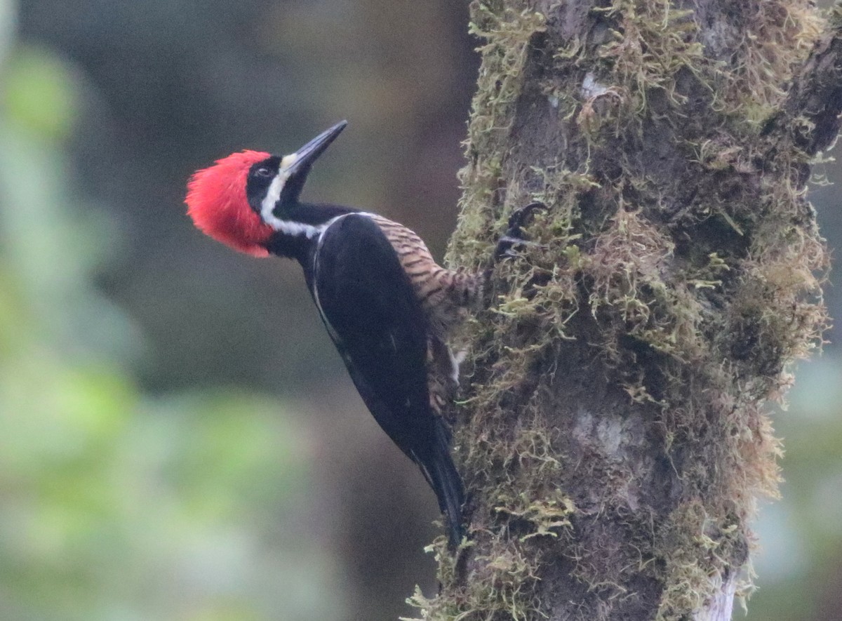 Powerful Woodpecker - ML499563571