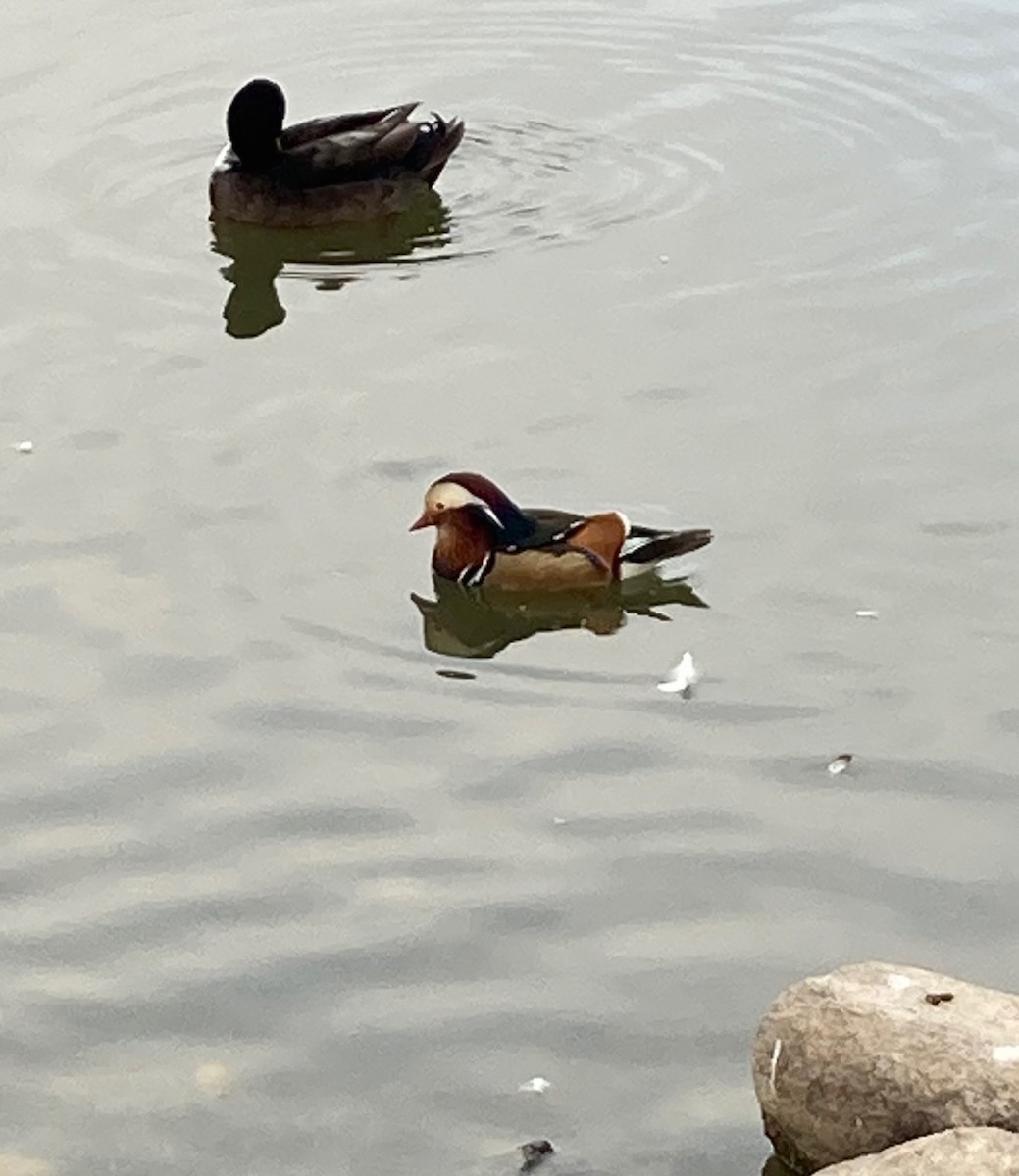 Mandarin Duck - ML499564531