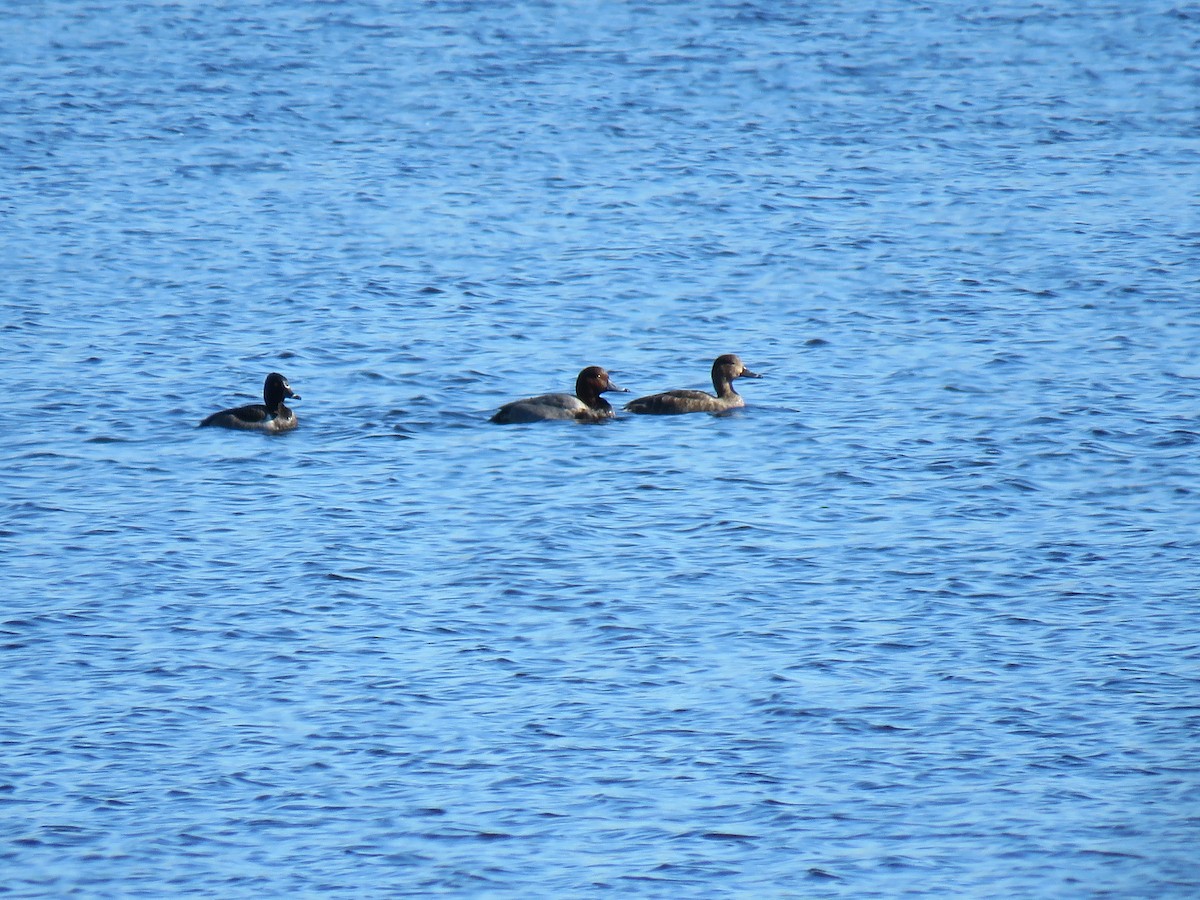 Redhead - ML499567111