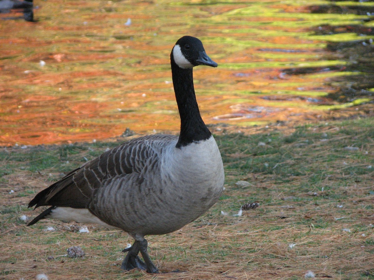 Canada Goose - ML499571001