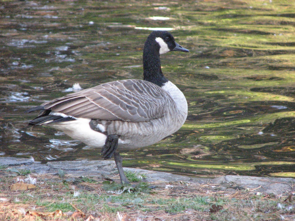 Canada Goose - ML499571051