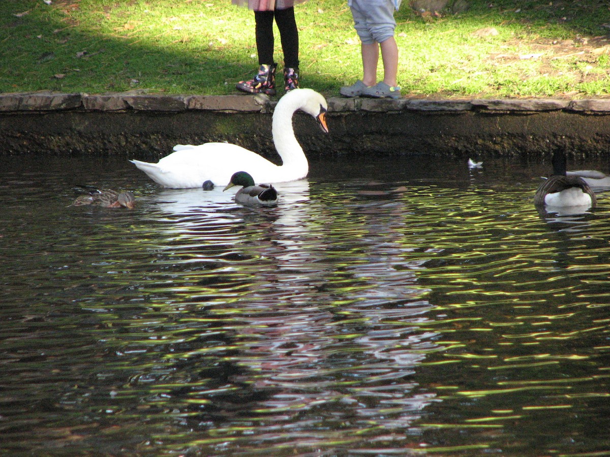 Cygne tuberculé - ML499571151