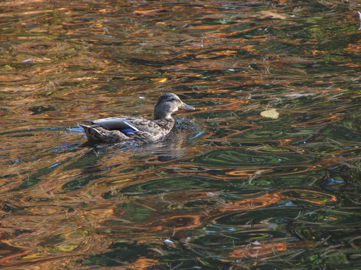 Canard colvert - ML499571671