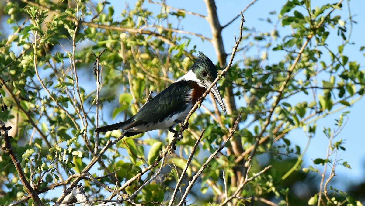 Martin-pêcheur d'Amazonie - ML49957211