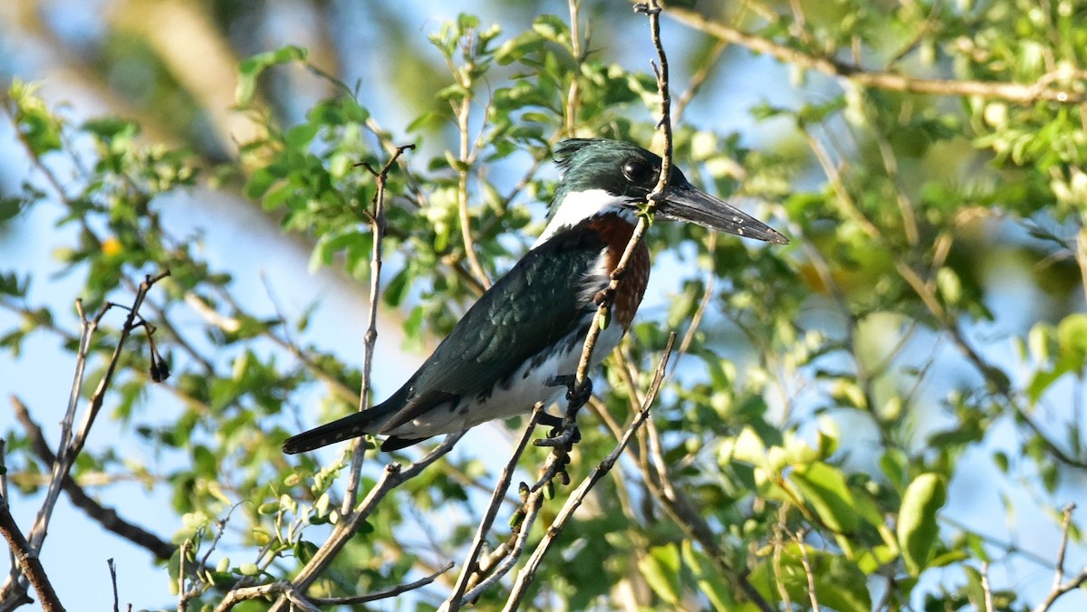 Martín Pescador Amazónico - ML49957261