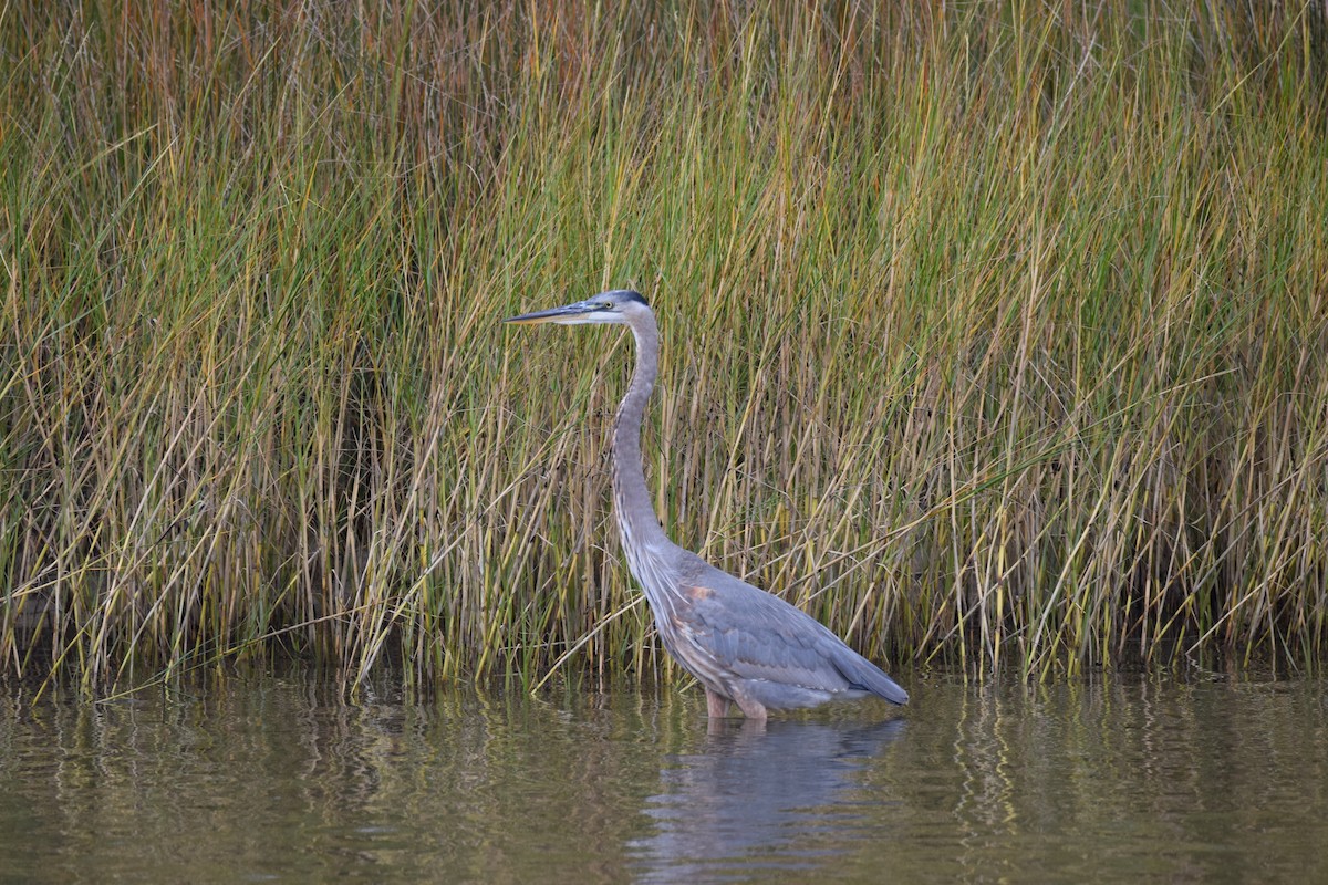Great Blue Heron (Great Blue) - Andy Hudson