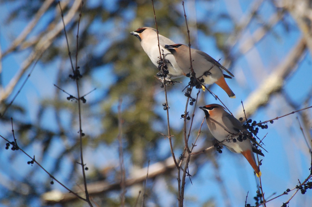 Bohemian Waxwing - ML49957331