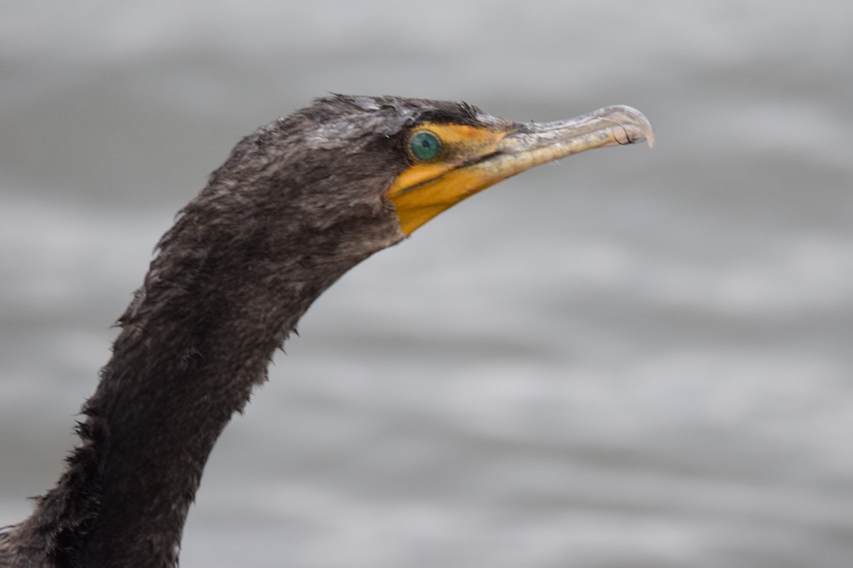 Double-crested Cormorant - Andy Hudson