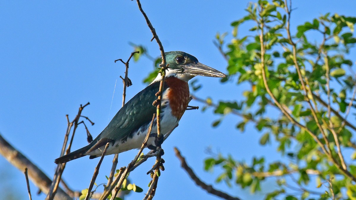 Martín Pescador Amazónico - ML49957351