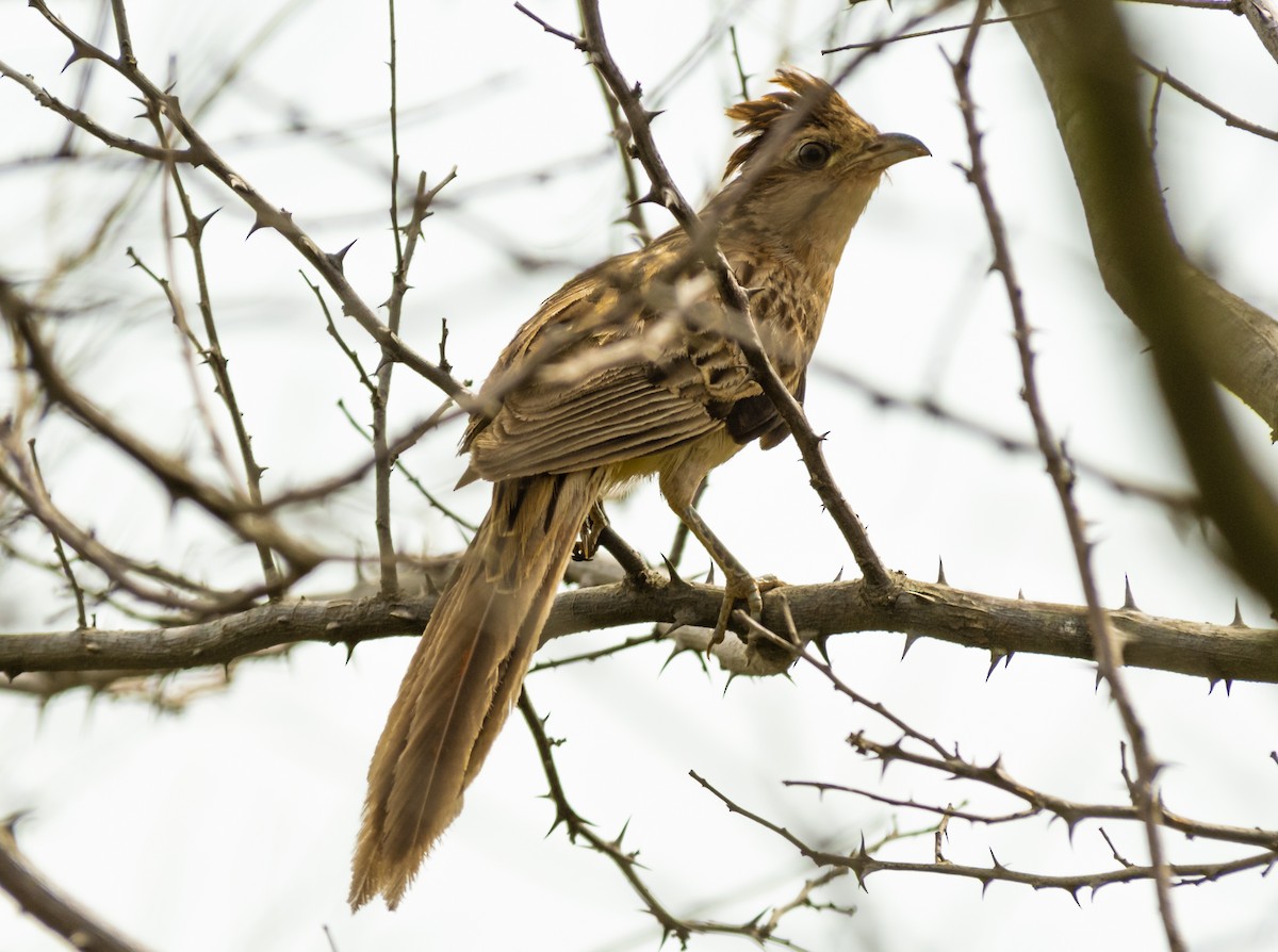 Striped Cuckoo - ML499574751