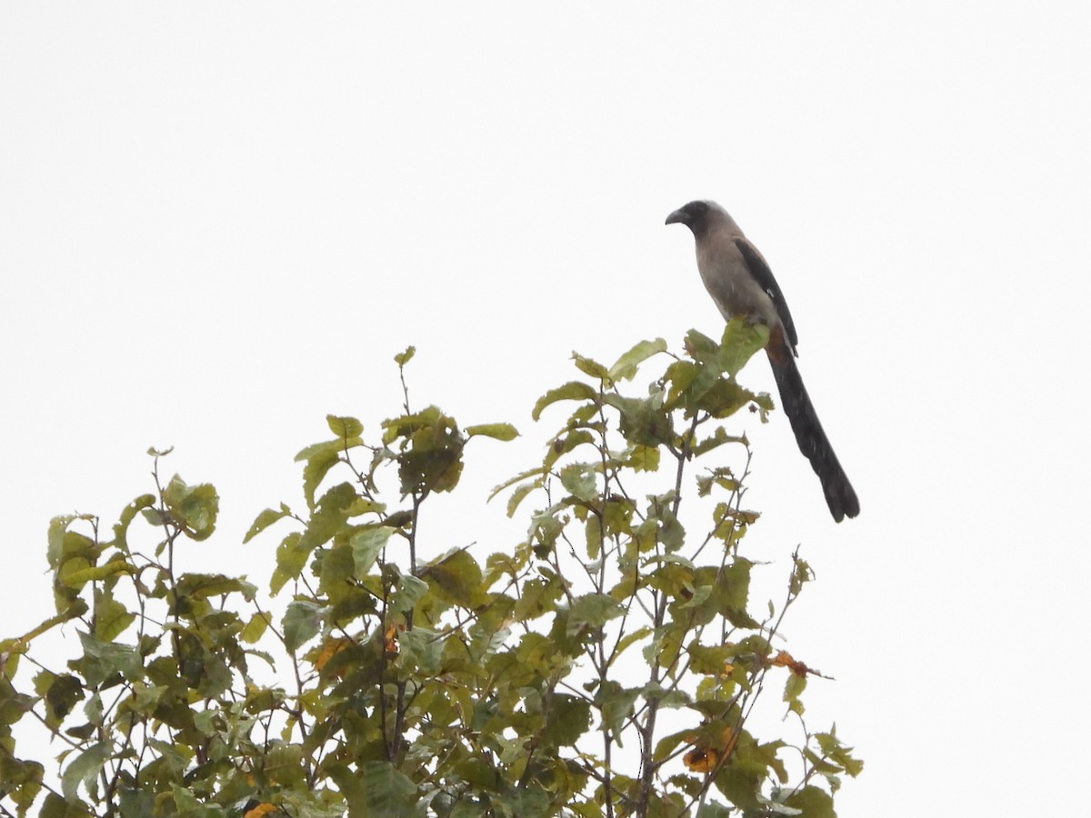 Gray Treepie - ML499574821