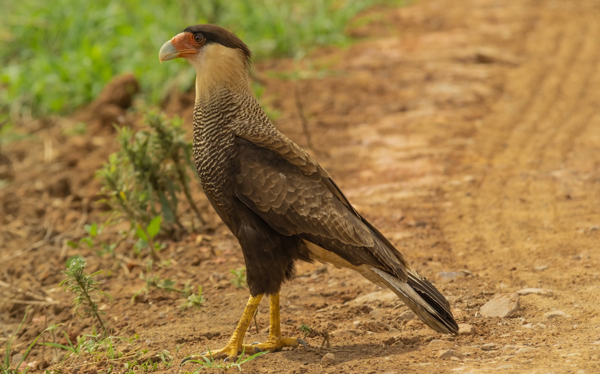 Crested Caracara - ML499575331