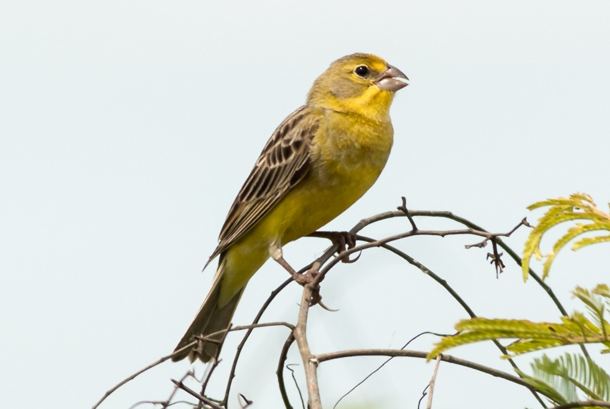 Grassland Yellow-Finch - ML499575421