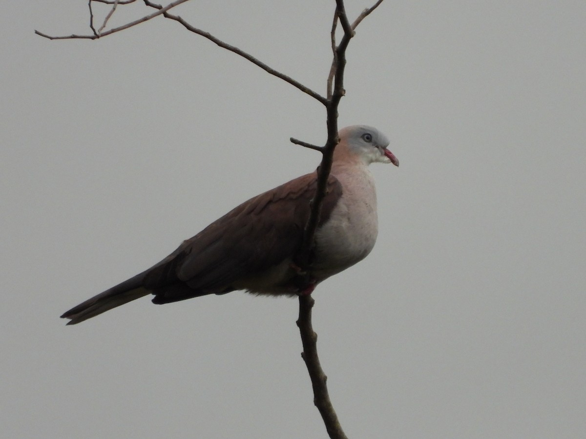 Mountain Imperial-Pigeon - ML499575531