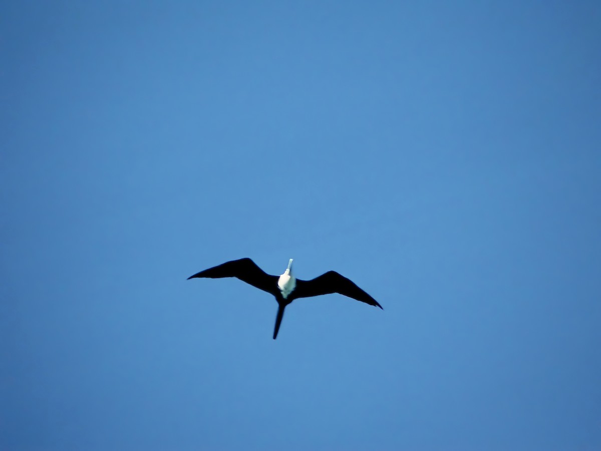 Magnificent Frigatebird - ML499577731