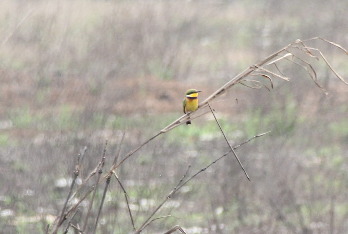 Blue-breasted Bee-eater - ML49957921