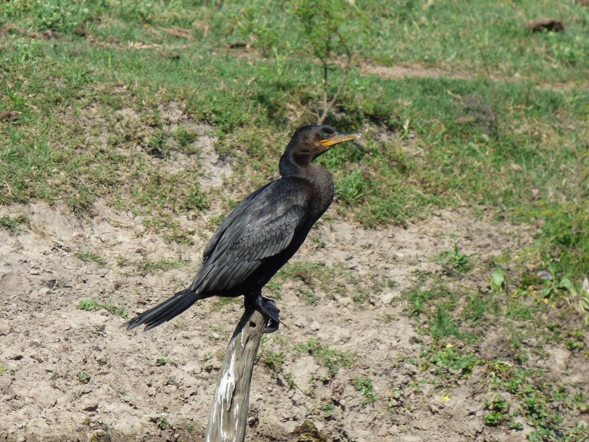 Neotropic Cormorant - ML499579421