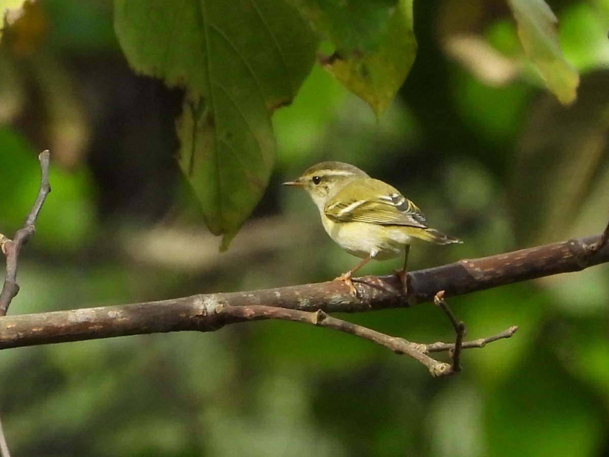 Yellow-browed Warbler - ML499579721