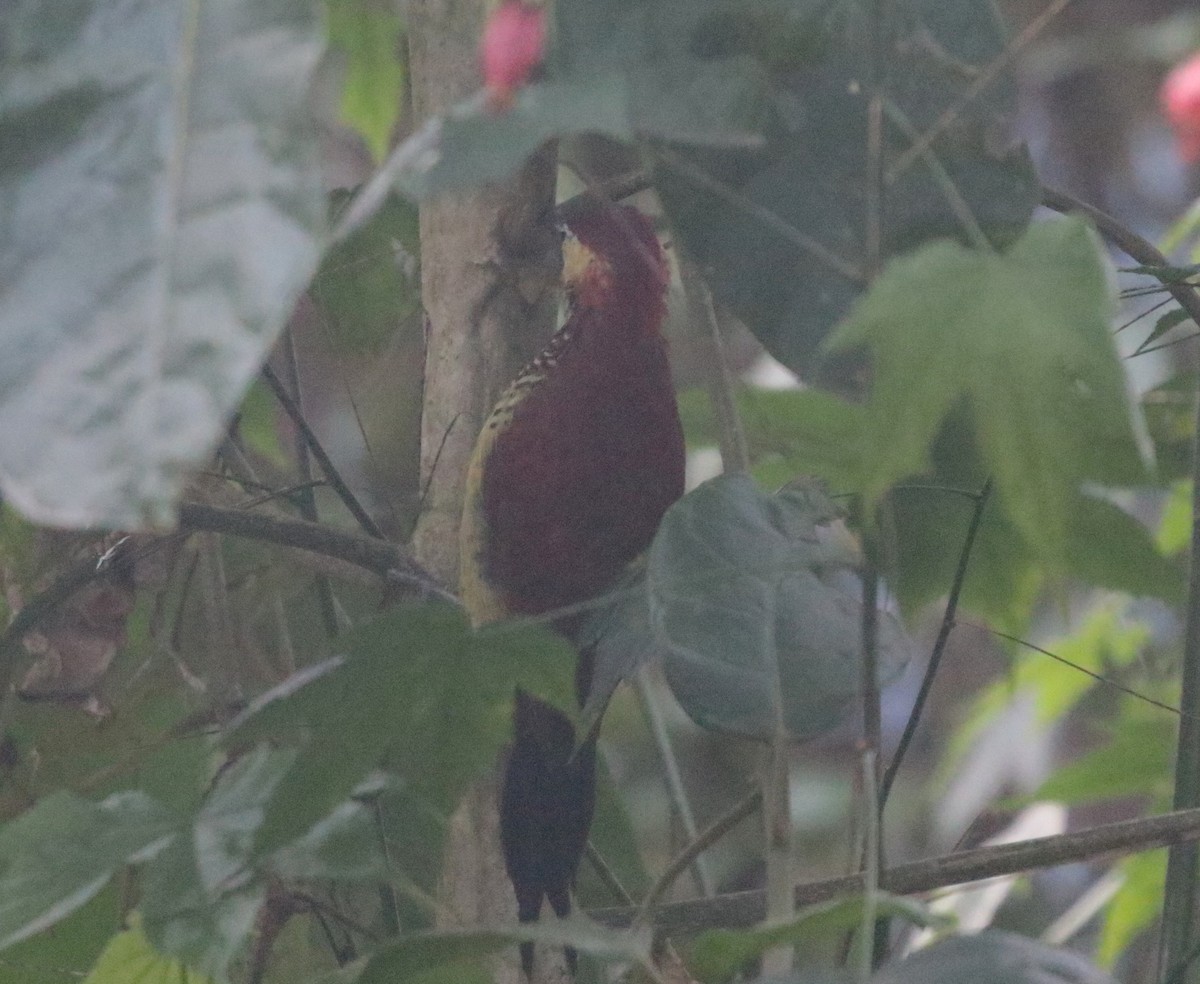 Crimson-mantled Woodpecker - ML499579811