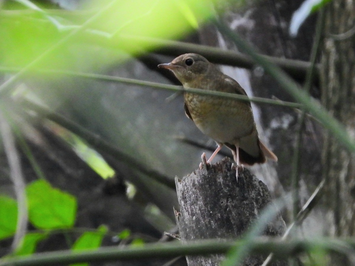 Siberian Blue Robin - ML499579911