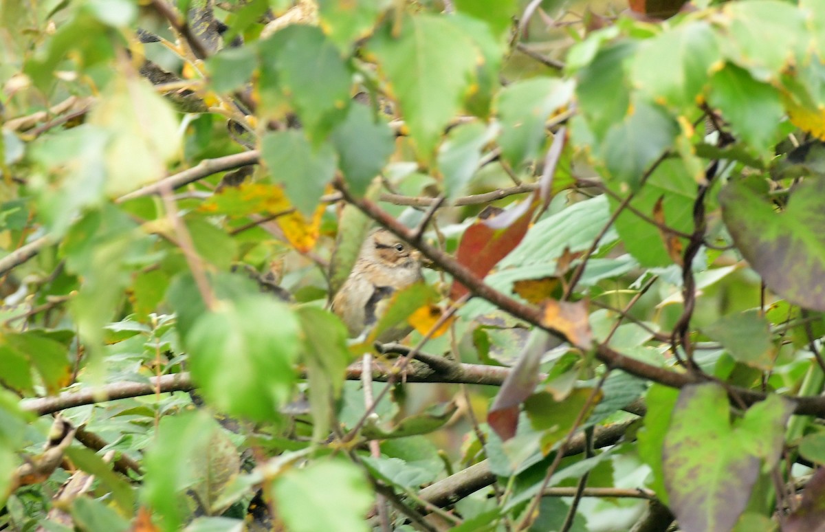 Swamp Sparrow - ML499581291