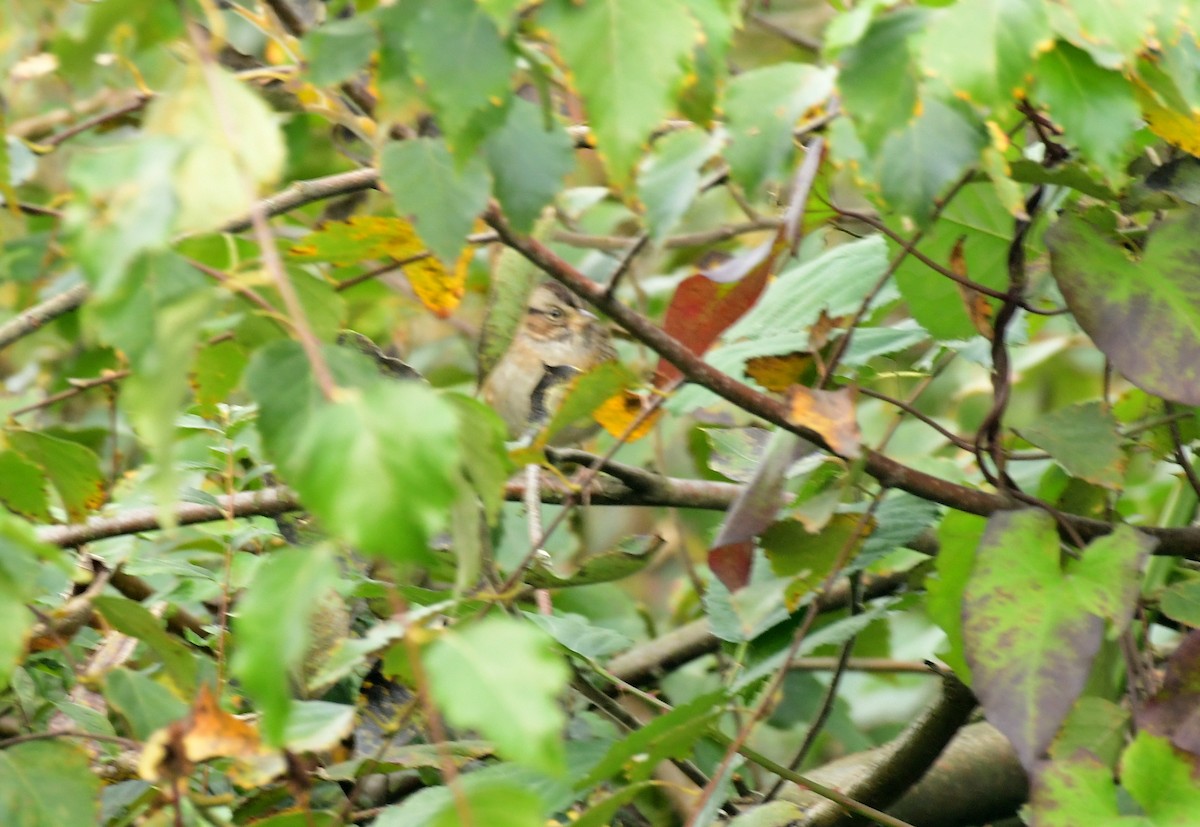 Swamp Sparrow - ML499581301