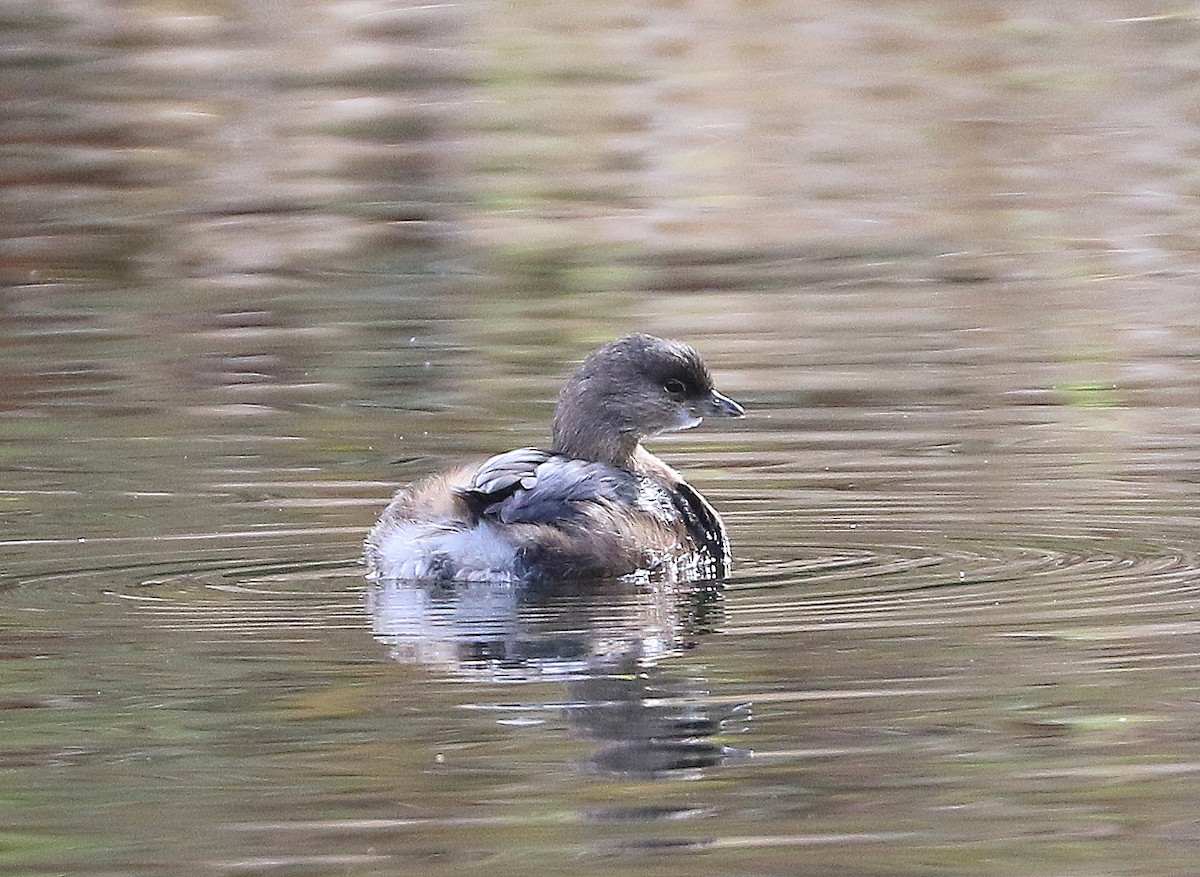 Pied-billed Grebe - ML499581841