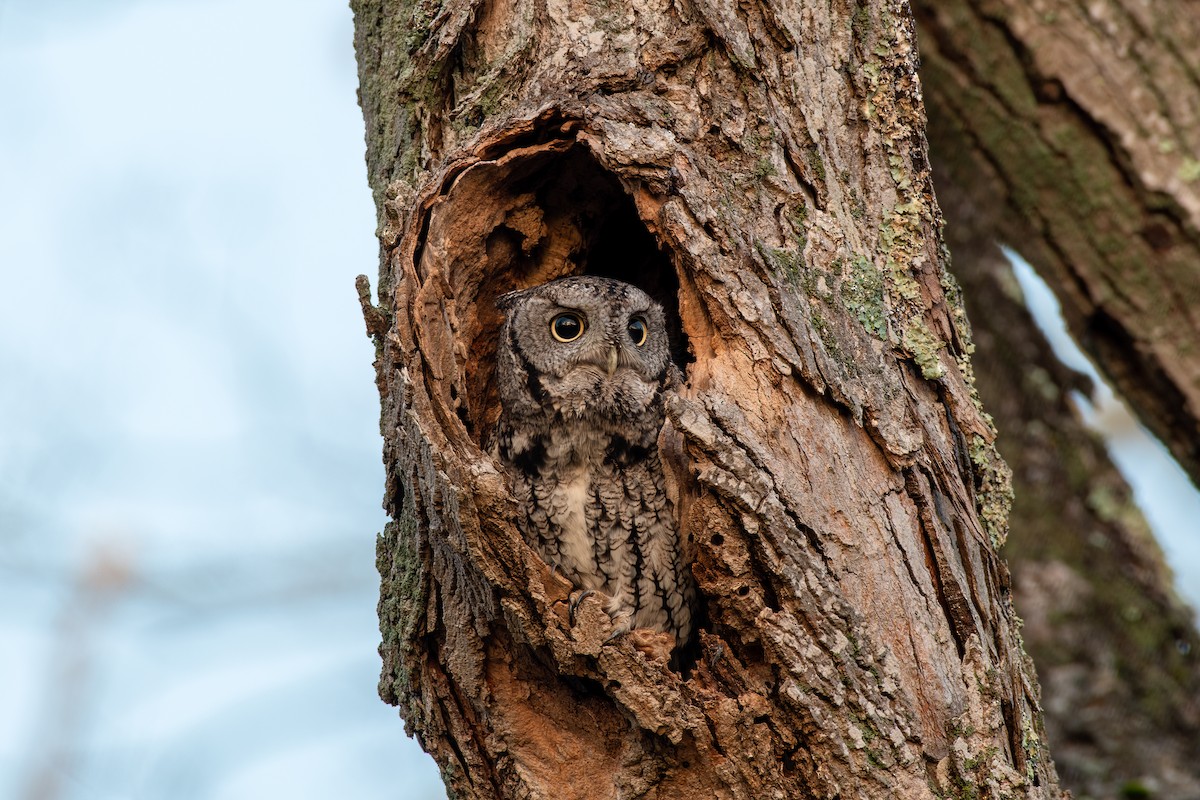 Eastern Screech-Owl - ML499583701