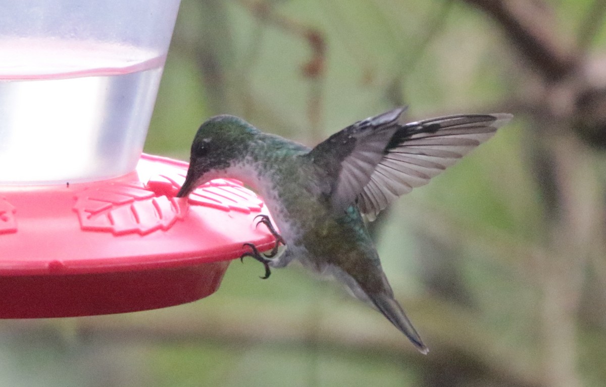 kolibřík andský - ML499583711