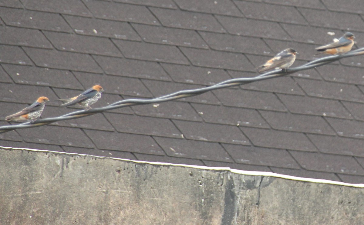 Red-throated Swallow - John Koon