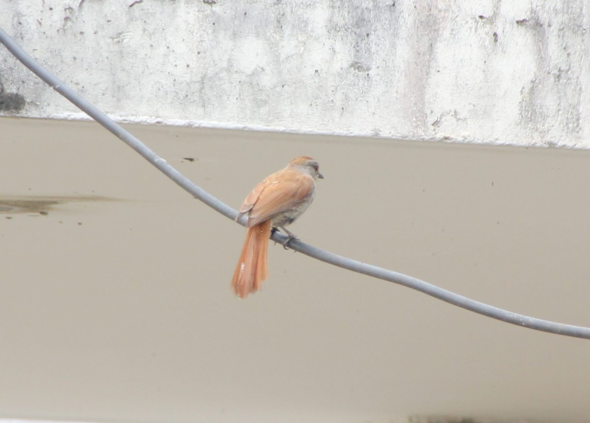 Rufous-tailed Palm-Thrush - ML49958451