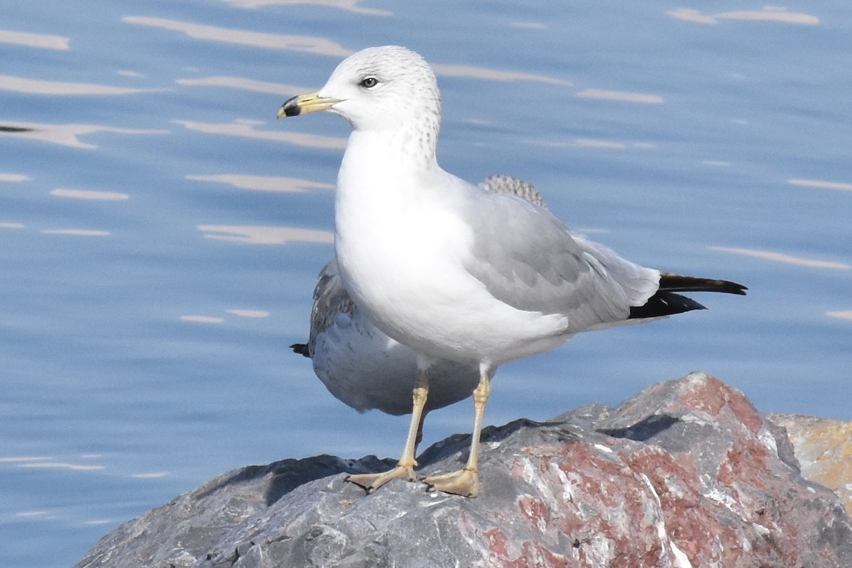 Ring-billed Gull - David Wheeler