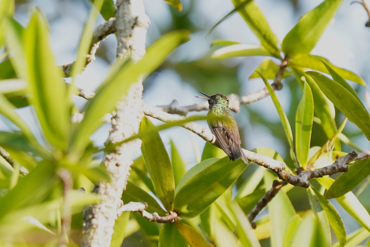 kolibřík Humboldtův - ML499585101