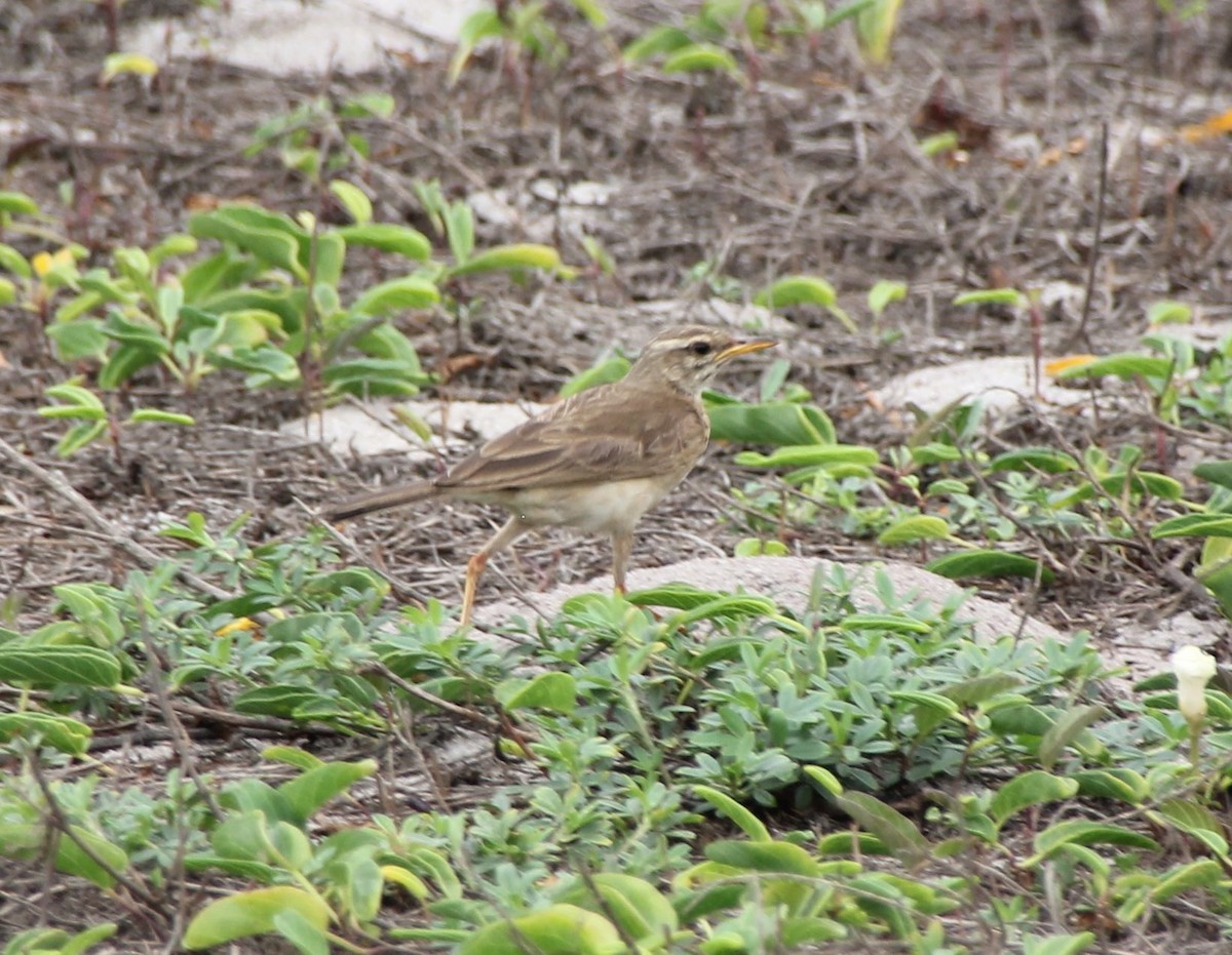 Pipit à longues pattes - ML49958521