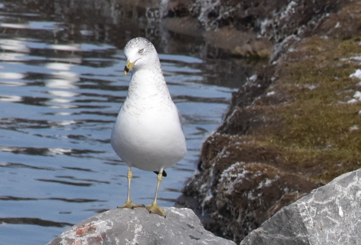 Ring-billed Gull - David Wheeler