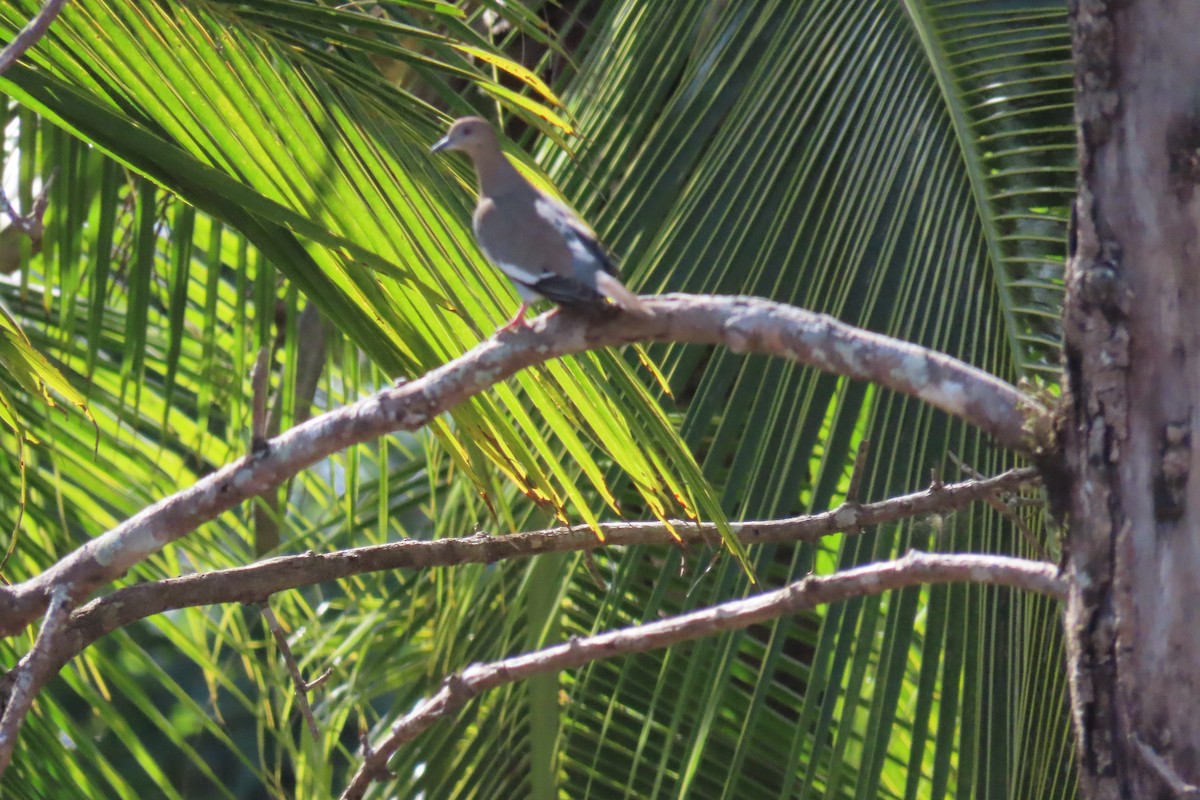 White-winged Dove - ML499585901