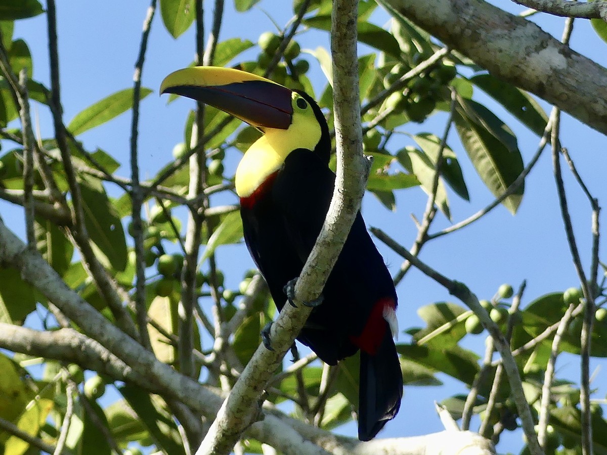 Yellow-throated Toucan - Mike McGrenere